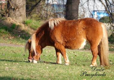 Dwór Prezydencki Boutique Hotel & SPA