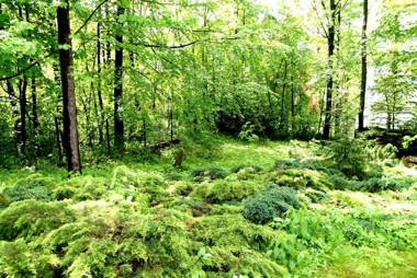 Domek Drewniany Tetmajera Centrum Zakopane