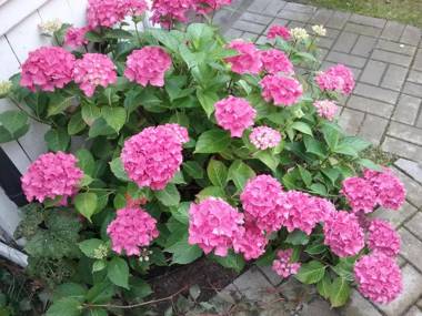 WELCOME - APARTAMENT 56 m2 - 3 - POKOJOWY - parter i APARTAMENT II pietro