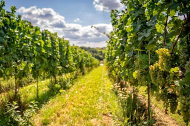 Hotel Niemcza Wino & Spa