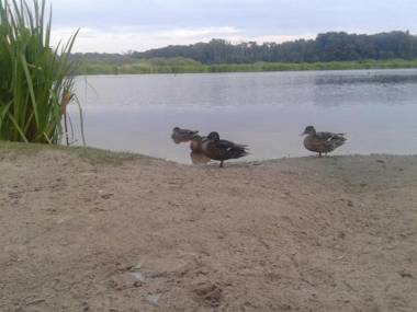 Apartament Scandynawski