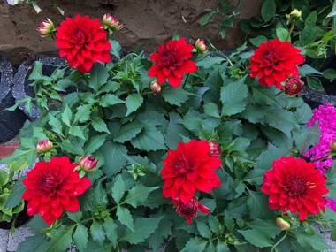 Villa Aida pokoje gościnne