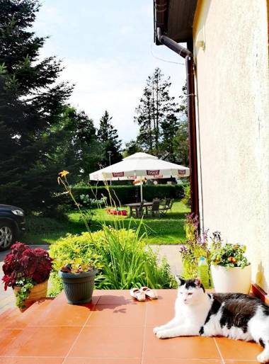 Pod Gadającym Kotem