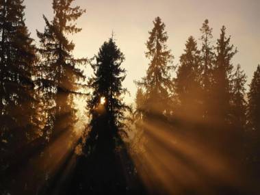 Willa Bukovinka - bliskość lasu wyciągów i term BON TURYSTYCZNY