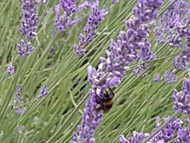 Noclegi Biała Róża