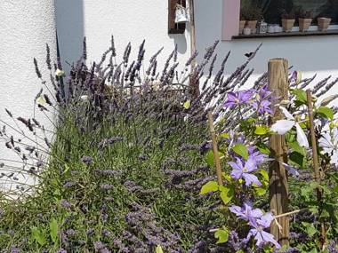 Noclegi Biała Róża