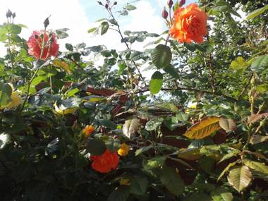 Dom Pod Różami Agroturyst