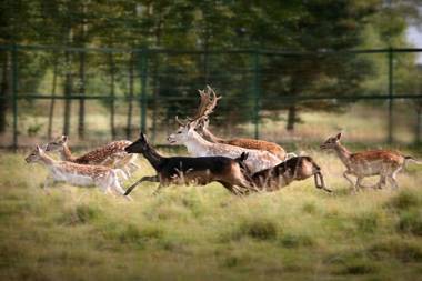 Dwór Many blisko do Suntago & DeepSpot