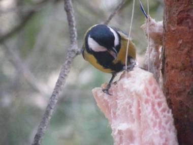 Dom WIKTOR Kaszuby do 5 os.