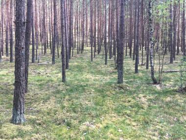 Agroturystyka Gęsiniec Stare Osieczno