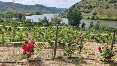 Olhares do Douro