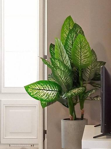 CASA DAS QUATRO CABEÇAS