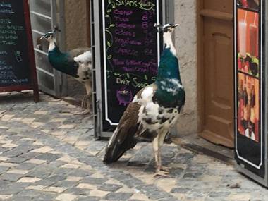 Castle Inn Lisbon Apartments