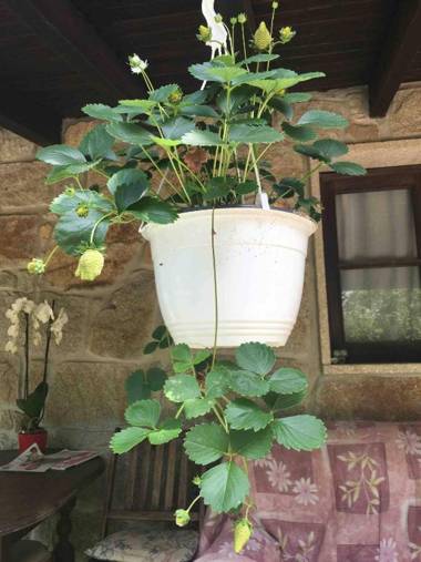 Forest House casinha do Carvalhal