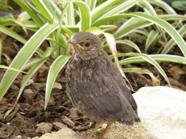 Villas D. Dinis - Charming Residence (adults only)