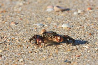 Casas e Quintas de Praia