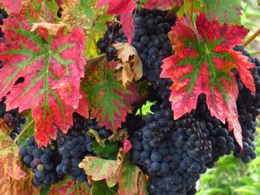 Comfortable rural cottage in ancient village in the Douro region