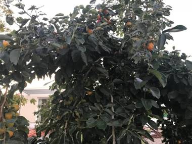 Monte do Mosteiro CountryHouse