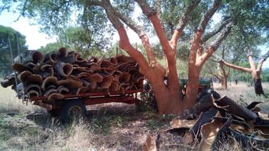 Monte do Brejinho de Água