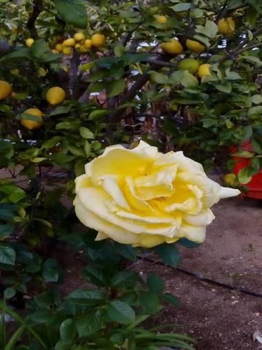 Apartamentos Flor da Laranja Albufeira