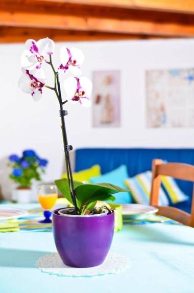 Quinta das Amendoeiras