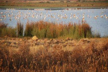 Salgados Vila das Lagoas
