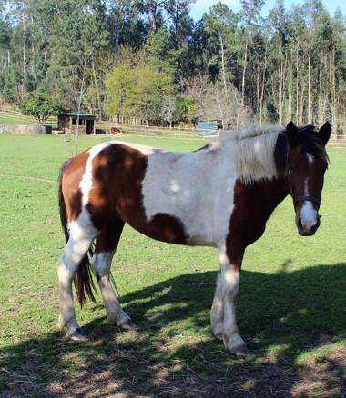 Vale da Silva Villas - Homes