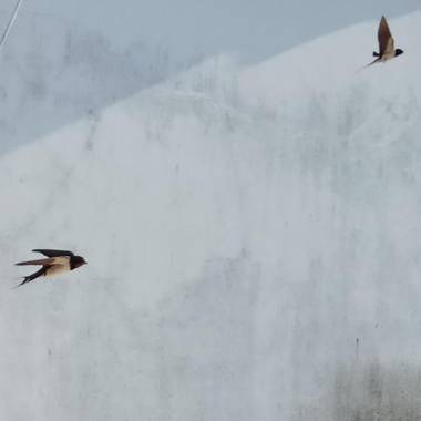 AL Casa das Andorinhas