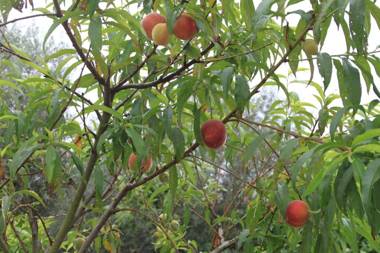 Quinta de São João