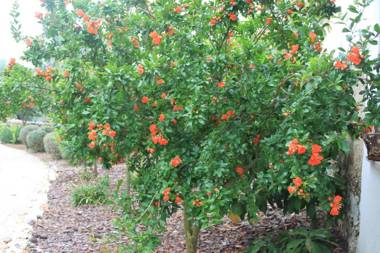 Quinta de São João