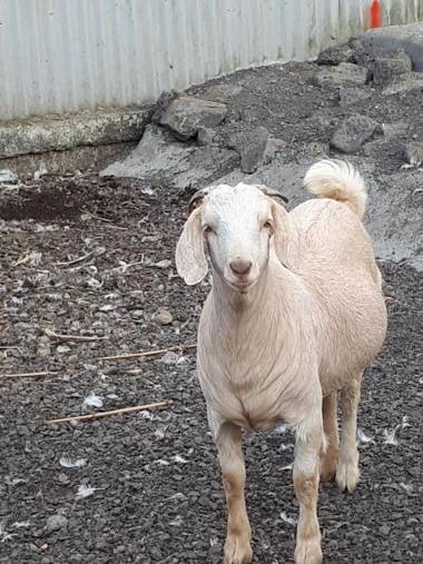 Les GREVILLEAS '' chambres et table d'hôtes