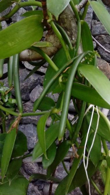 Villa Hélèna Chalets