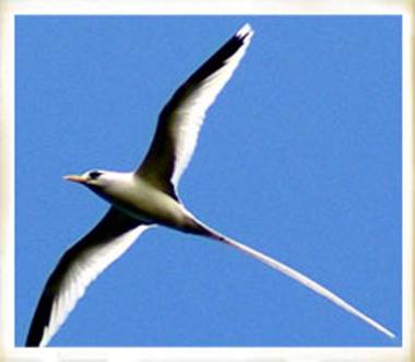 Maison d'une chambre avec piscine privee jardin clos et wifi a Saint Philippe