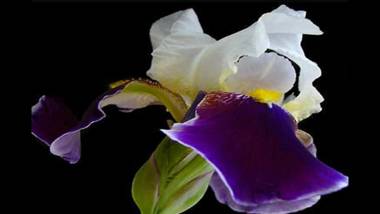 Cluj City Iris Appartment