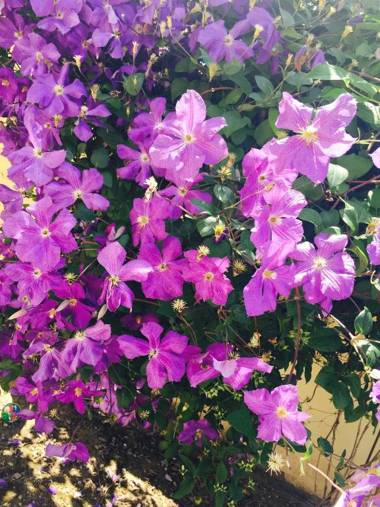 Orange House Constanta