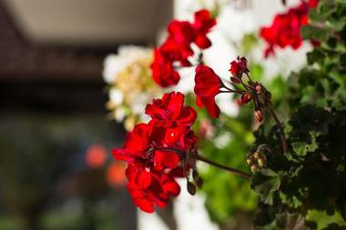 Bran Monte Crai Chalet