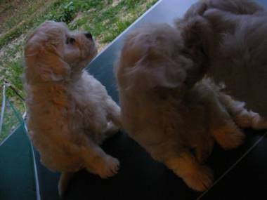 Pensiunea Dorel Codoban