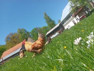 Room in Guest room - Idylic Family Sejour with Hottube in Green Land