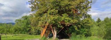 Casuta Veveritelor - Casuta in Copac