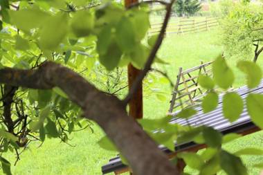 Casuta Veveritelor - Casuta in Copac