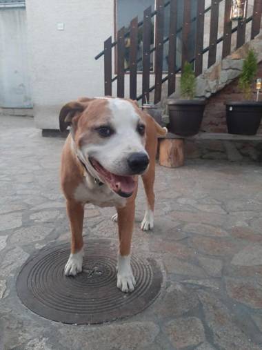 Oskar apartman Negotin /Oscar apartment Negotin