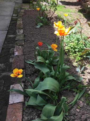 Crown Street Garden Studio