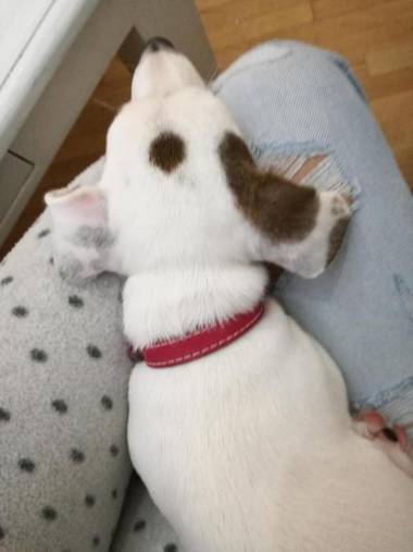 Apartment Tesla Wizard