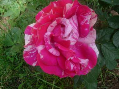 Villa Ruža Apartments