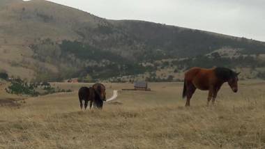 Brvnare Mir Zlatibor