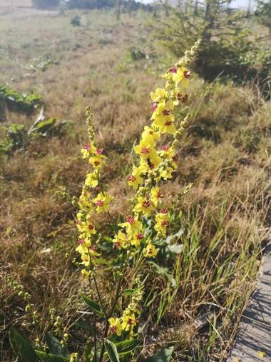 Zlatibor Hills Zozon