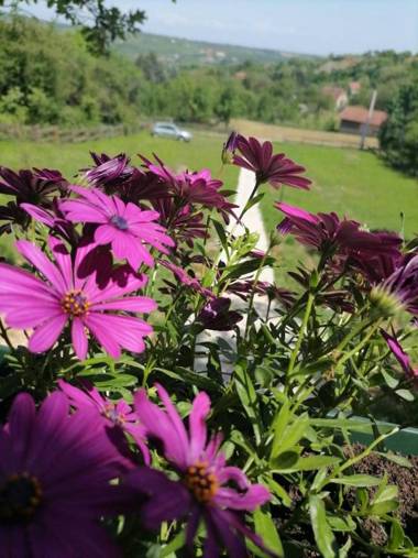 Lux Brvnara Vilenjak