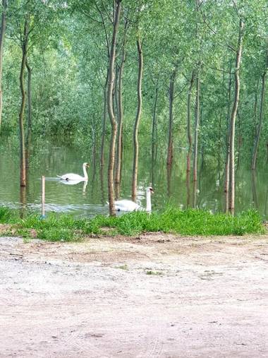 Vikendica apartments Dunav MS