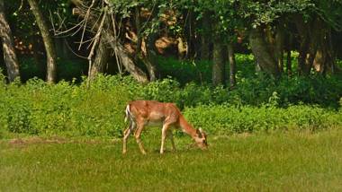 Studio Apartman Dunavski Raj