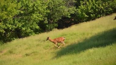 Apartmani Dunavski Raj 2